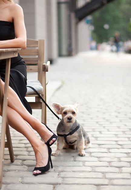 Stop the Jump: How to Train Your Dog to Greet Guests Calmly