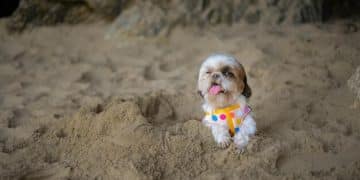 Dig Pit Solution: Redirect Your Dog's Digging Instincts - Cover Image