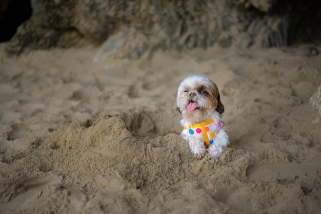 Dig Pit Solution: Redirect Your Dog’s Digging Instincts