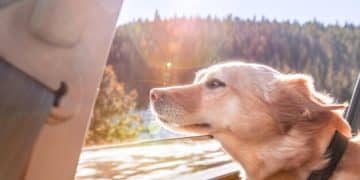 Car Ride Calm: Training Tips to Reduce Anxiety & Motion Sickness - Cover Image