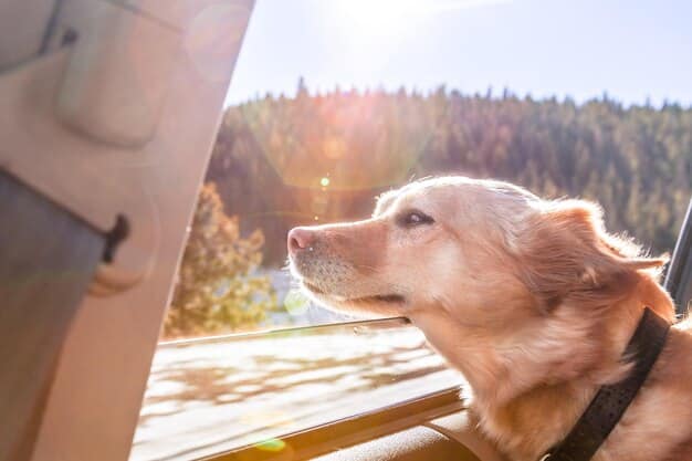 Car Ride Calm: Training Tips to Reduce Anxiety & Motion Sickness