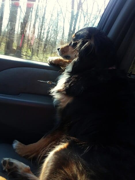 A dog wearing a comfortable harness, calmly sitting in a car seat with a window shade providing a dim and relaxed environment.  The dog is looking forward with a neutral expression.