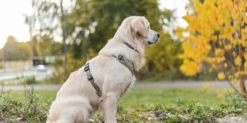 New Puppy 101: Essential Training for the First 3 Months - Cover Image