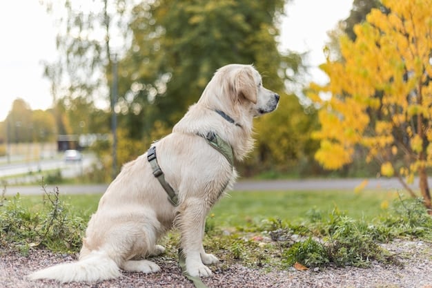 New Puppy 101: Essential Training for the First 3 Months