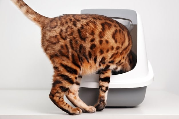 A cat cautiously approaching a self-cleaning litter box, with a curious expression on its face, highlighting the importance of ensuring cats are comfortable and not intimidated by the device.