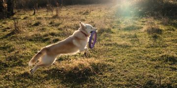 The Ultimate Review: Best GPS Pet Trackers for Your Dog in 2025 - Cover Image