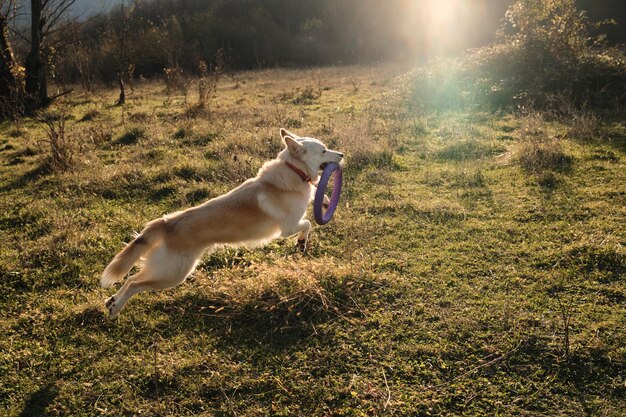 The Ultimate Review: Best GPS Pet Trackers for Your Dog in 2025