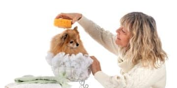 Best Dog Shampoos 2025: Ingredient-Based Reviews - Cover Image