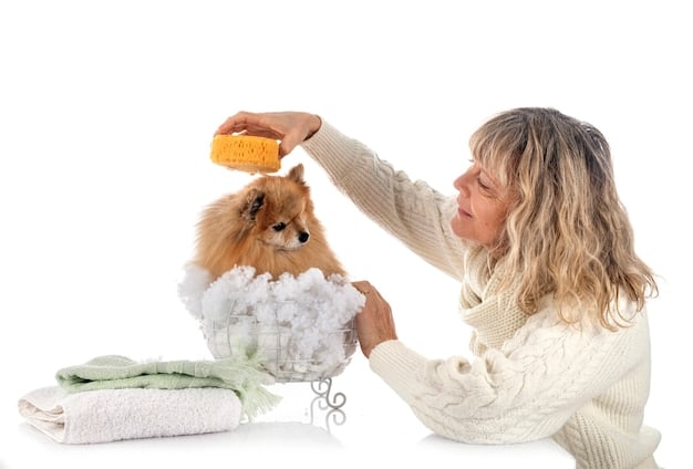 Best Dog Shampoos 2025: Ingredient-Based Reviews