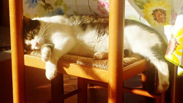 A medium-sized cat lounging comfortably on the top perch of a cat tree in a sunlit room, highlighting the cat's relaxed posture and the tree's perch design.