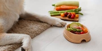 Are Elevated Dog Bowls Better? A Vet-Approved Review - Cover Image