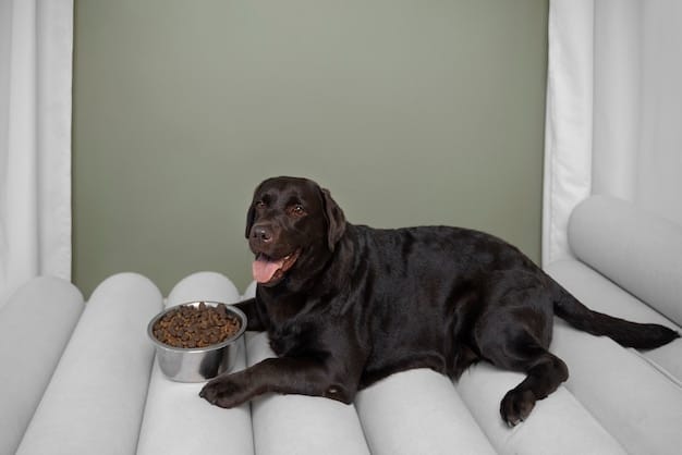 An elderly Labrador Retriever with arthritis, comfortably eating from a ceramic elevated bowl that is set at the perfect height for his needs. The dog is relaxed and shows no signs of strain.