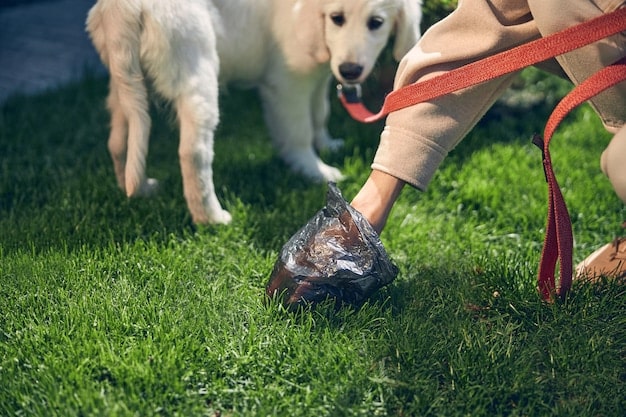 The Scoop on Poop Bags: Eco-Friendly & Biodegradable Options in 2025