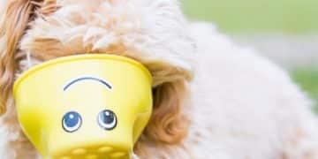 Dog Toys That Last: 2025's Best Indestructible Toys for Chewers - Cover Image