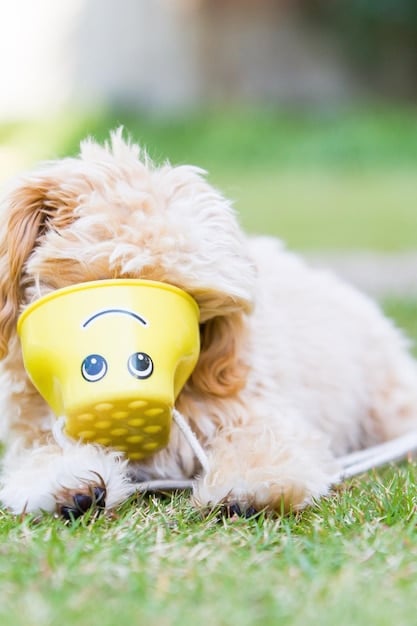Dog Toys That Last: 2025’s Best Indestructible Toys for Chewers