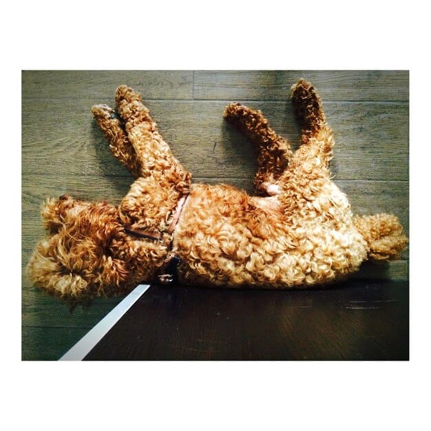 A split image showing, on one side, a tattered and destroyed plush toy with stuffing ripped out, and on the other side, a pristine, heavy-duty black rubber chew toy, contrasting the durability of each.