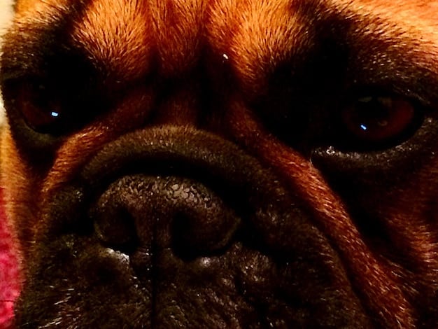 A close-up of a black Goughnuts dog toy shaped like a ring, partially chewed to reveal a red inner layer. A determined-looking bulldog is in the blurred background, about to resume chewing.
