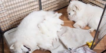 Top Dog Crates of 2025: Reviews, Sizes & Features You Need - Cover Image