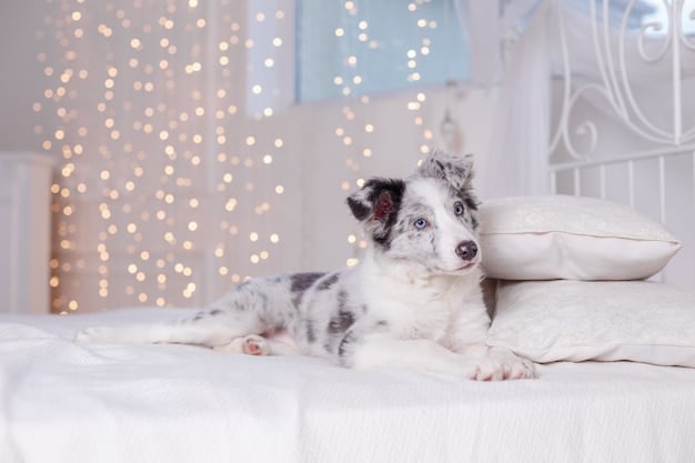 The Best Calming Beds for Anxious Dogs: Comfort & Durability Review