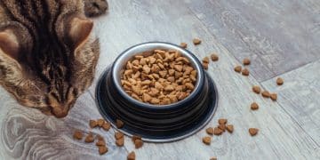 The Latest in Cat Food: Grain-Free and Limited-Ingredient Diets in 2025 - Cover Image