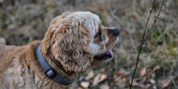 Dog Training Collars 2025: Safe & Effective Options Reviewed - Cover Image