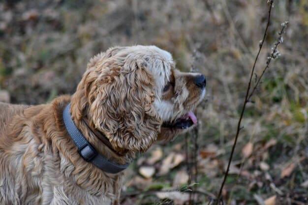 Dog Training Collars 2025: Safe & Effective Options Reviewed
