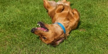 Best Flea and Tick Treatments for Dogs: 2025 Product Review - Cover Image
