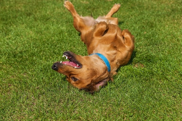 Best Flea and Tick Treatments for Dogs: 2025 Product Review