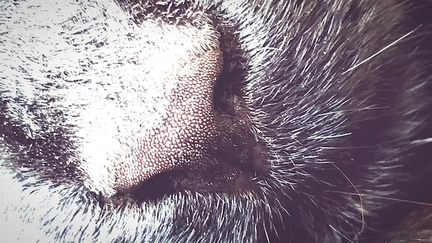 A split image, with one side showing a magnified view of fleas on dog fur and the other side showing a tick attached to a dog's skin. The image is intended to educate the viewer about what these pests look like and where they can be found on a dog's body.