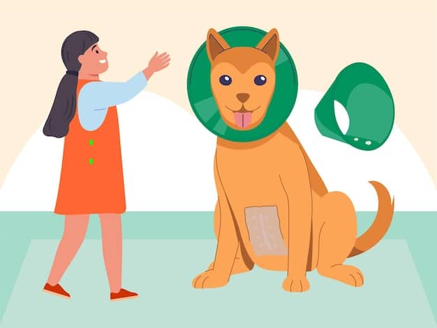 A dog wearing a flea and tick collar, focused on the collar itself to show its design and how it fits around the dog's neck. The dog appears comfortable and the collar is not too tight.
