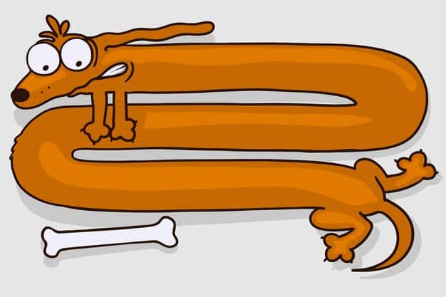 A cartoon-style illustration showing a dog's digestive system. Arrows indicate the gradual transition from processed food to raw food, highlighting the improved digestive process and nutrient absorption over time. A speech bubble shows the dog saying 