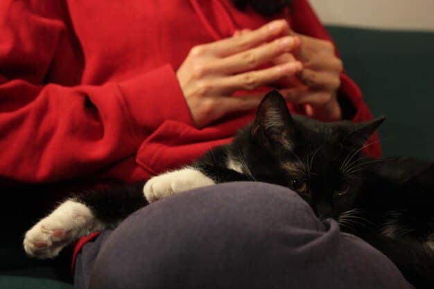 A close-up image of a veterinarian's hands gently petting a cat during a checkup. The cat looks relaxed and comfortable. The focus is on the gentle care and trust between the vet and the animal.