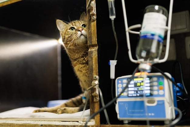 A solemn image of a cat receiving intravenous fluid therapy at a veterinary clinic. The environment is sterile and professional, with medical equipment visible in the background.
