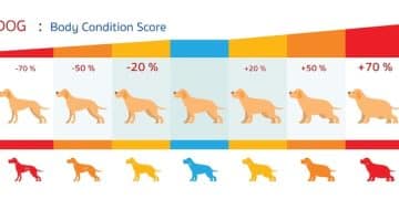 Is Your Pet Overweight? Calculate Their Body Condition Score - Cover Image