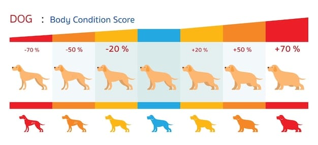 Is Your Pet Overweight? Calculate Their Body Condition Score