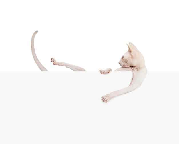 A split image showing a cat from above and from the side. On the left, the cat is overweight, with a rounded belly and no visible waist. On the right, the cat is at a healthy weight, with a defined waist and the ability to feel ribs easily.