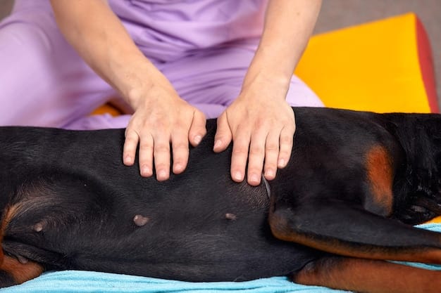 A person's hands gently palpating the ribs of a dog to check for fat coverage. The dog is standing calmly, and the person's hands are positioned to feel the ribs without pressing too hard.
