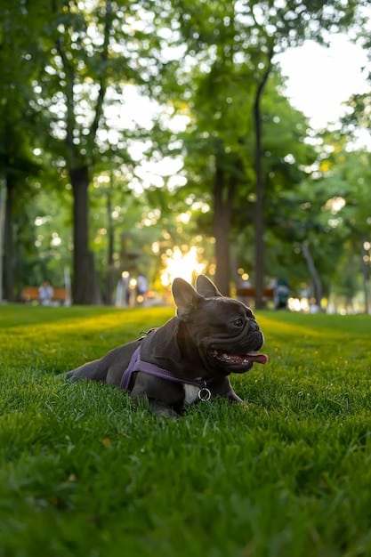 Heartworm in Dogs: 2025 Prevention & Updated Guidelines