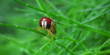 Tick-Borne Diseases: Updated Prevention Methods for Your Pet - Cover Image