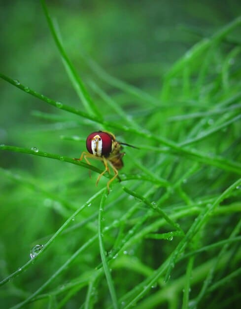 Tick-Borne Diseases: Updated Prevention Methods for Your Pet
