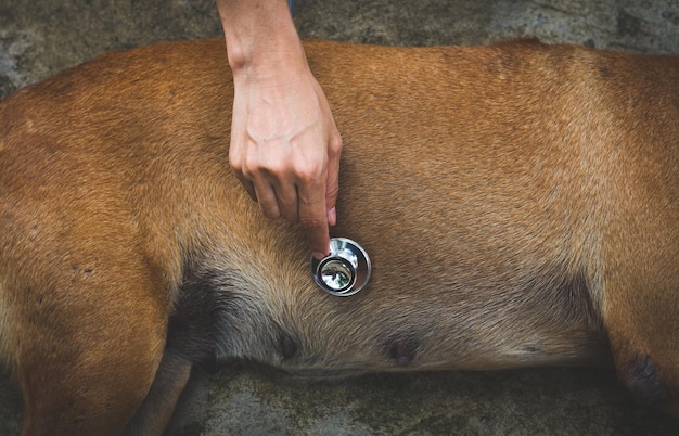 A veterinarian applying a topical tick prevention treatment to a dog's back, with a focus on the proper application technique and the dog's relaxed demeanor.