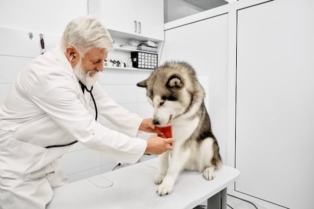 A veterinarian is gently examining the hind leg joint of a senior dog while the owner comforts the dog, showing a caring and professional medical interaction.