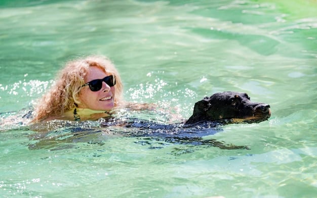 An elderly Labrador is happily swimming in a pool with a supportive life vest, enjoying a low-impact exercise.