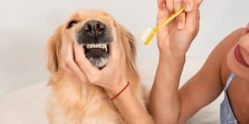 Boost Your Pet's Life: The Dental Health Benefits of Daily Brushing - Cover Image