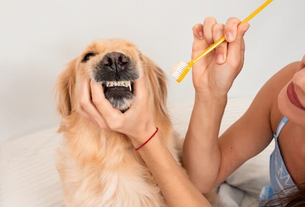 Boost Your Pet’s Life: The Dental Health Benefits of Daily Brushing