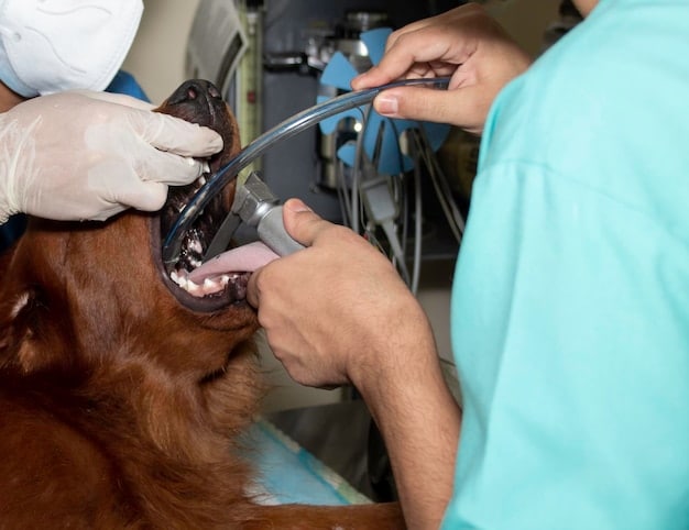 Close-up of a veterinarian examining a dog's teeth during a dental check-up, highlighting the professional care aspect of pet dental health. The vet is using specialized tools, and the dog appears calm and cooperative.