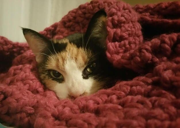 A close-up shot of a cat with red, watery eyes and a slightly swollen face, indicating an allergic reaction. The cat is sitting on a cozy blanket.