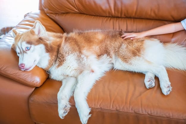 A medium-sized dog is lying on its side, panting heavily with a visibly swollen abdomen. The dog appears distressed and uncomfortable. The setting is a home environment.