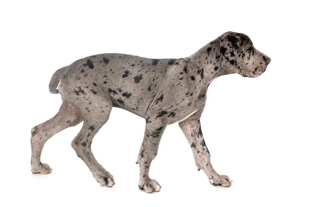 A side-by-side comparison image. On one side, a Great Dane standing with a visibly deep chest. On the other side, a Dachshund with a long but shallow chest. The image highlights the difference in chest depth between breeds prone to bloat and those less prone.