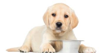 New Research: Probiotics Link to Gut Health and Pet Behavior - Cover Image